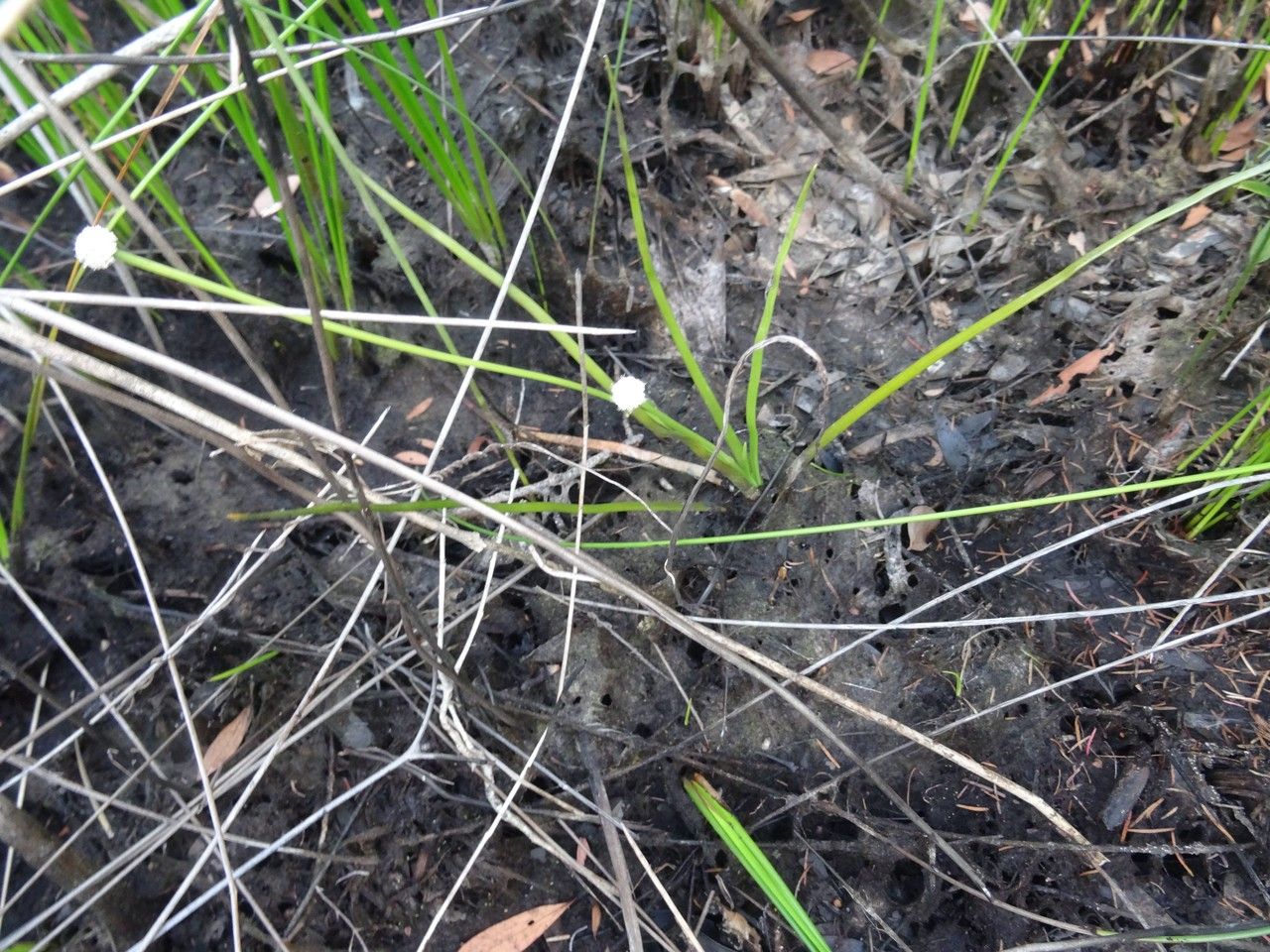 Eriocaulon pancheri habit