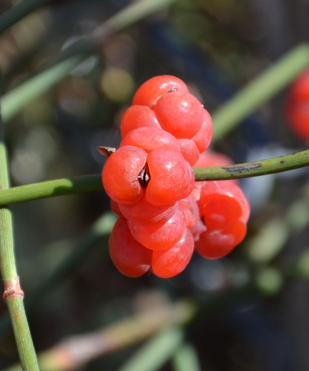 Ephedra distachya fruit