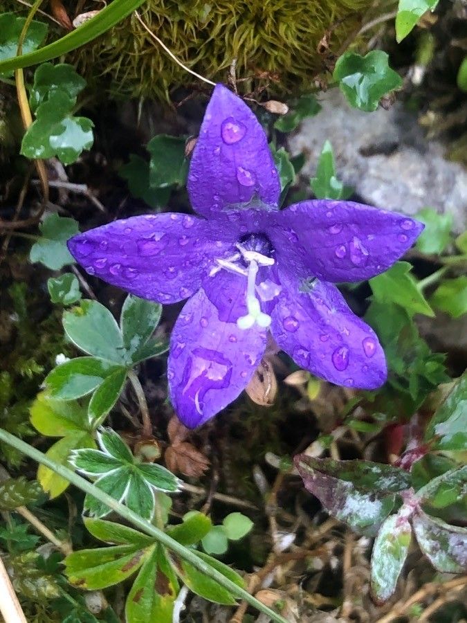 Campanula arvatica flower