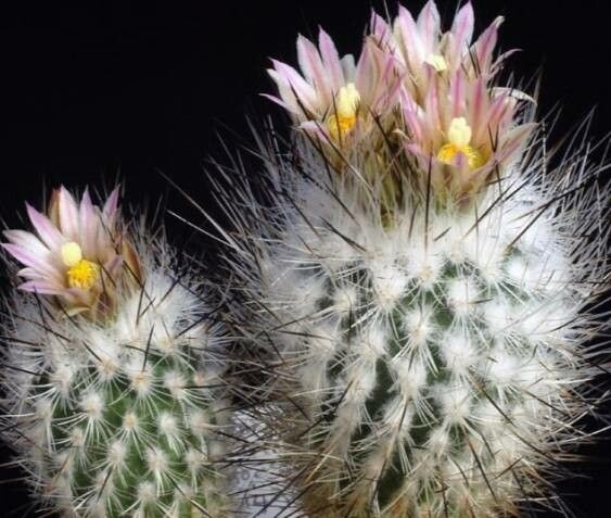 Rapicactus subterraneus flower