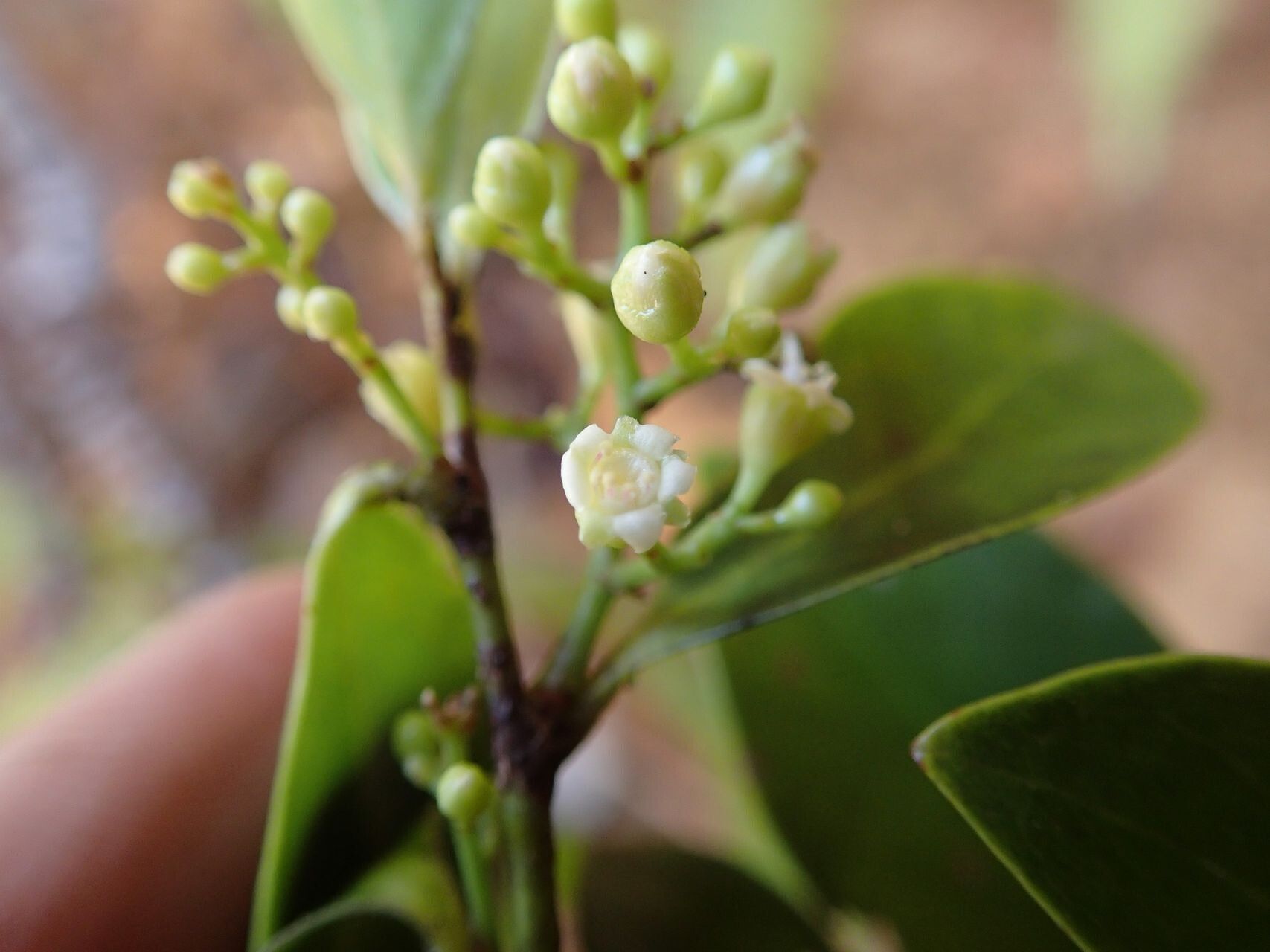 Hunga myrsinoides — houseplant care guide