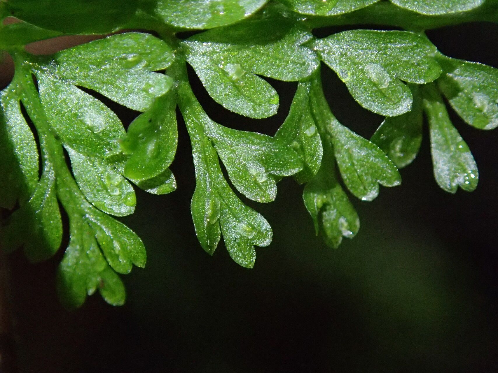 Asplenium abyssinicum