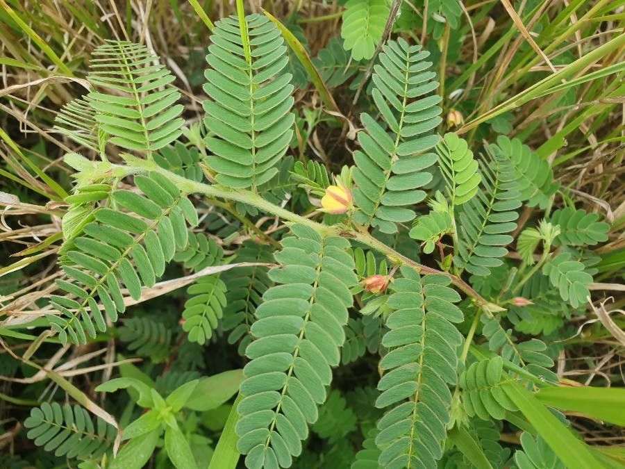 Chamaecrista fallacina leaf