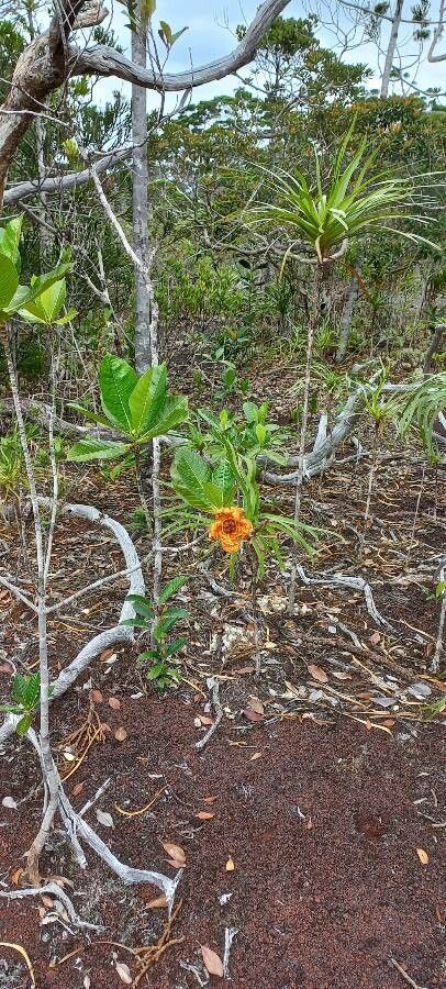 Gardenia aubryi flower