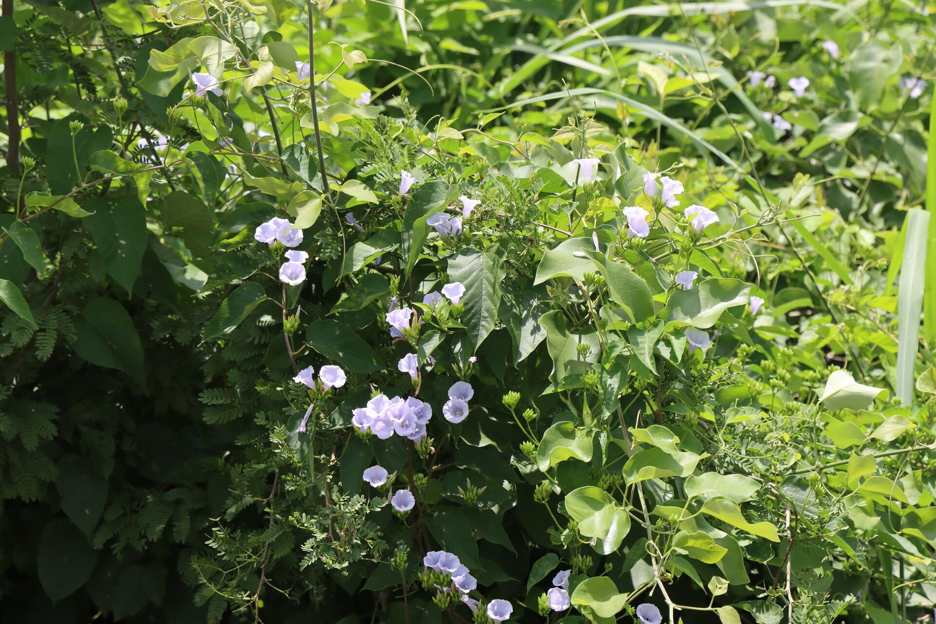 Jacquemontia blanchetii — related species from the same genus
