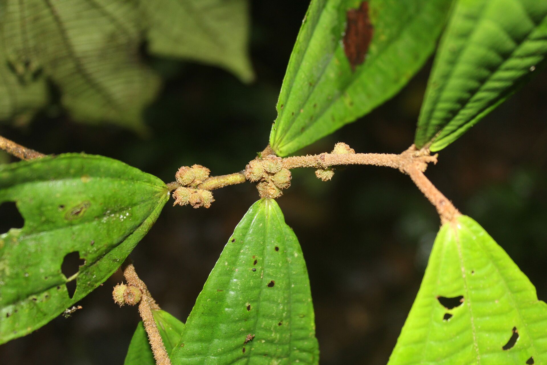 Miconia approximata — houseplant care guide
