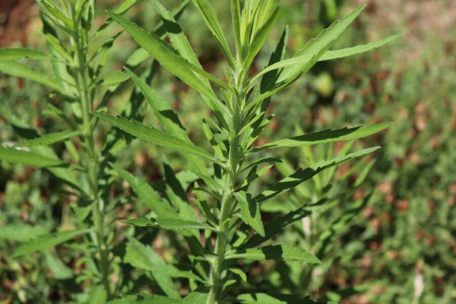 Conyza sumatrensis — search result for 'Conyza'