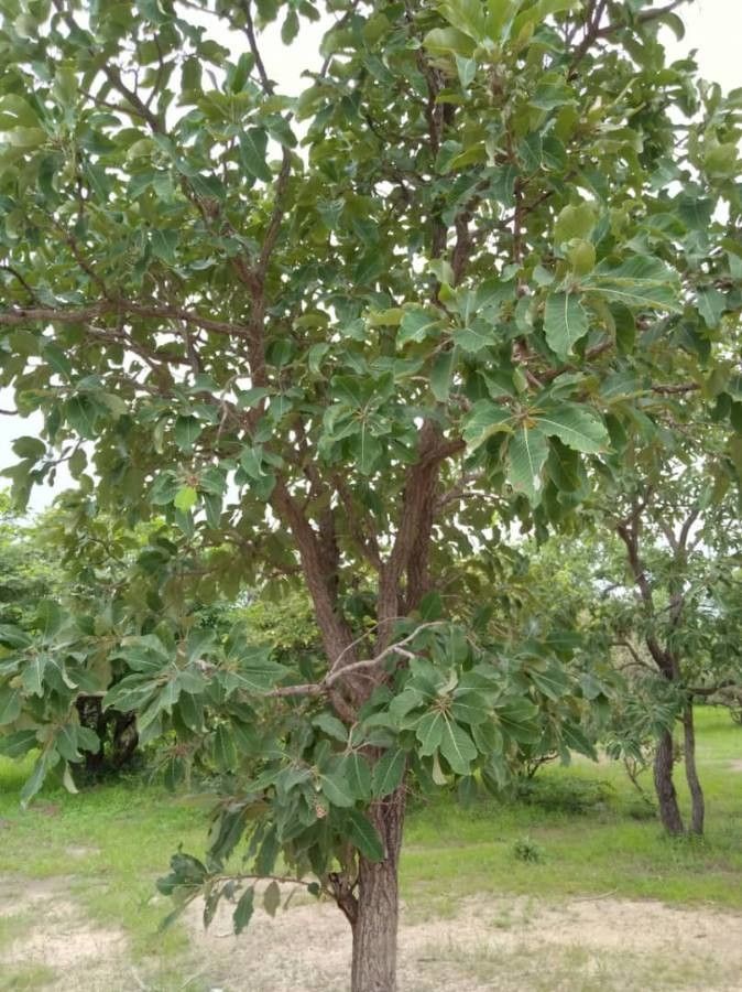 Terminalia avicennioides habit