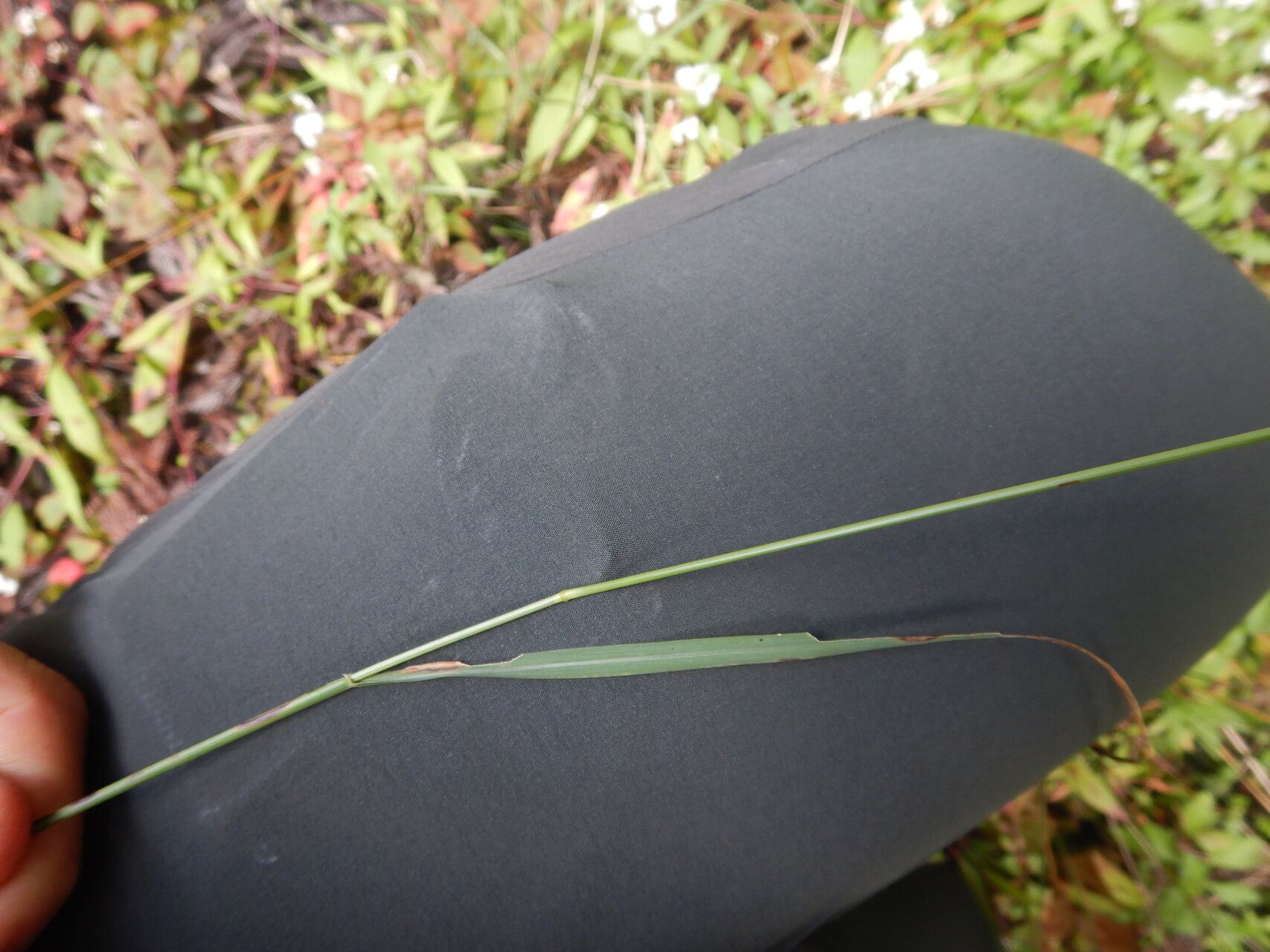 Sporobolus africanus leaf