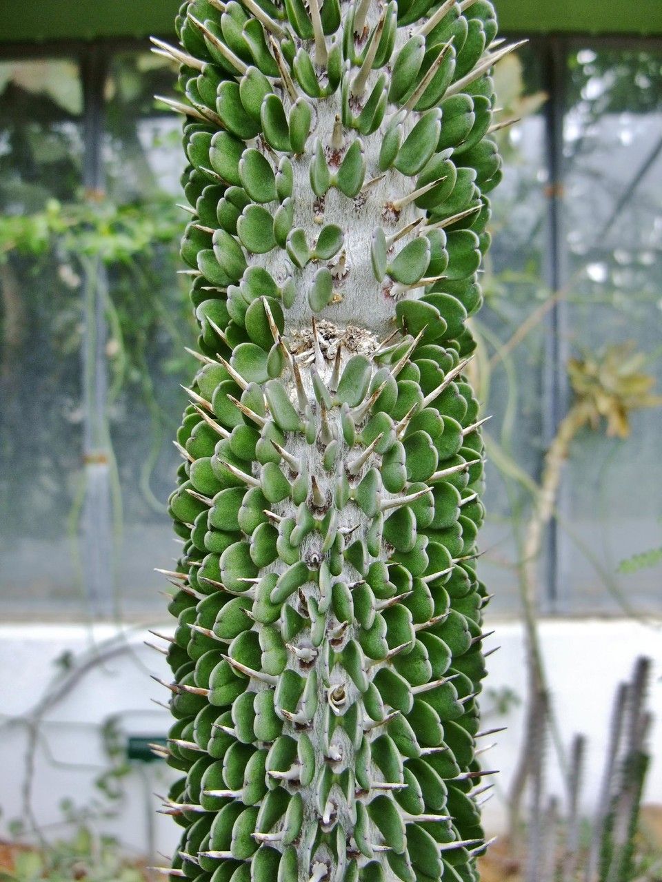 Alluaudia montagnacii habit