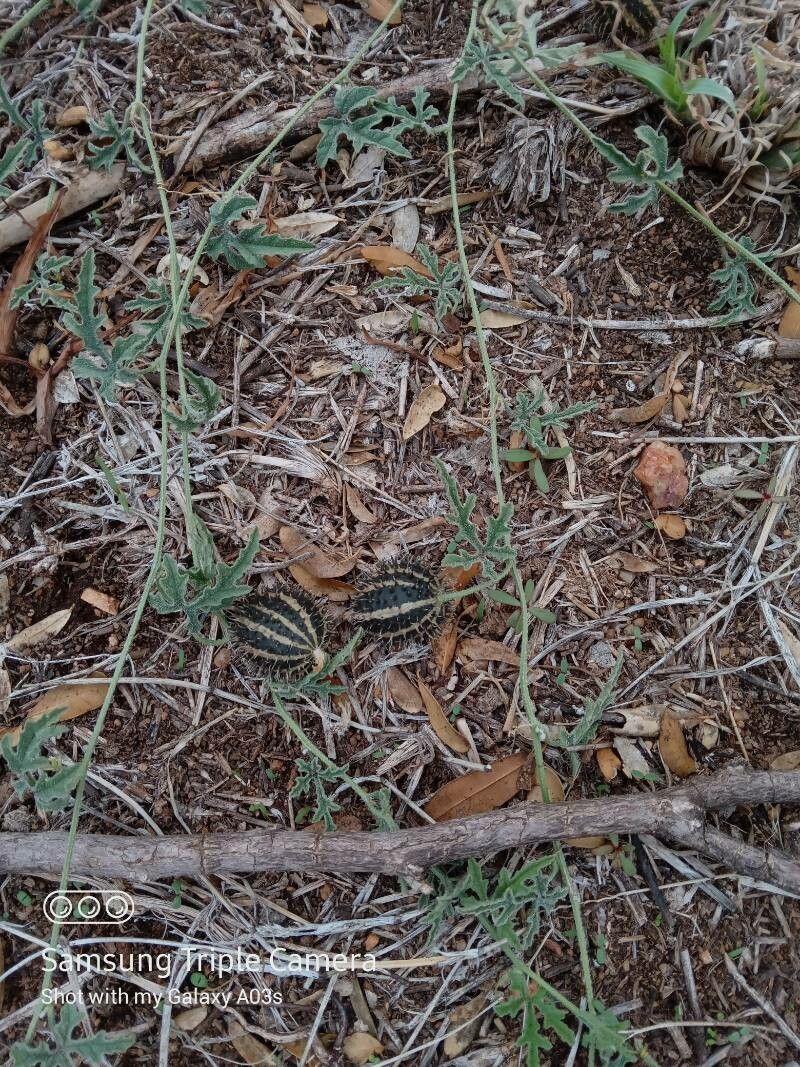 Cucumis ficifolius fruit