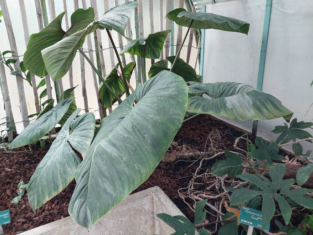Philodendron sodiroi — houseplant care guide