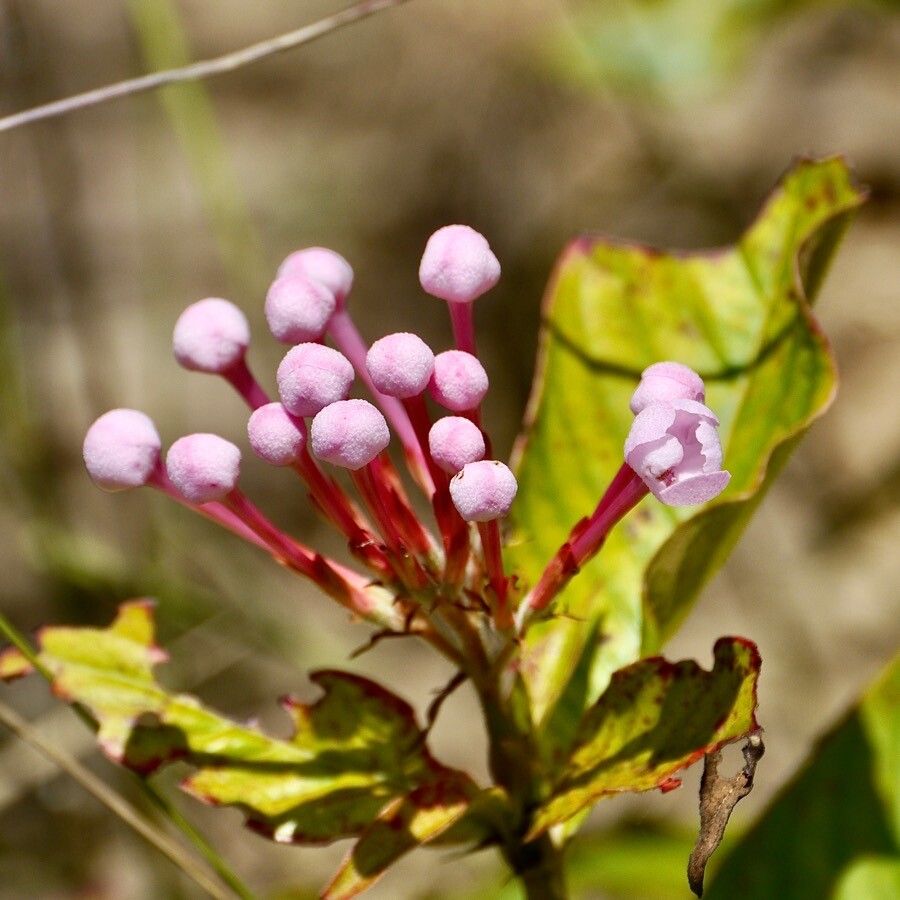 Luculia gratissima flower