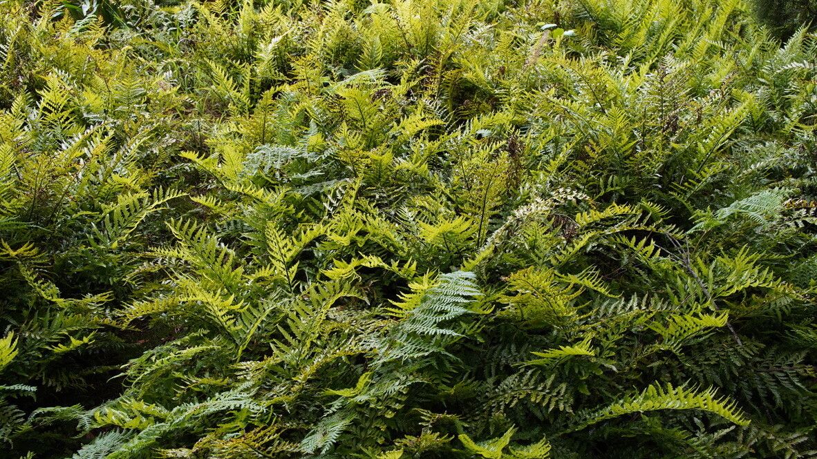 Asplenium lamprophyllum habit