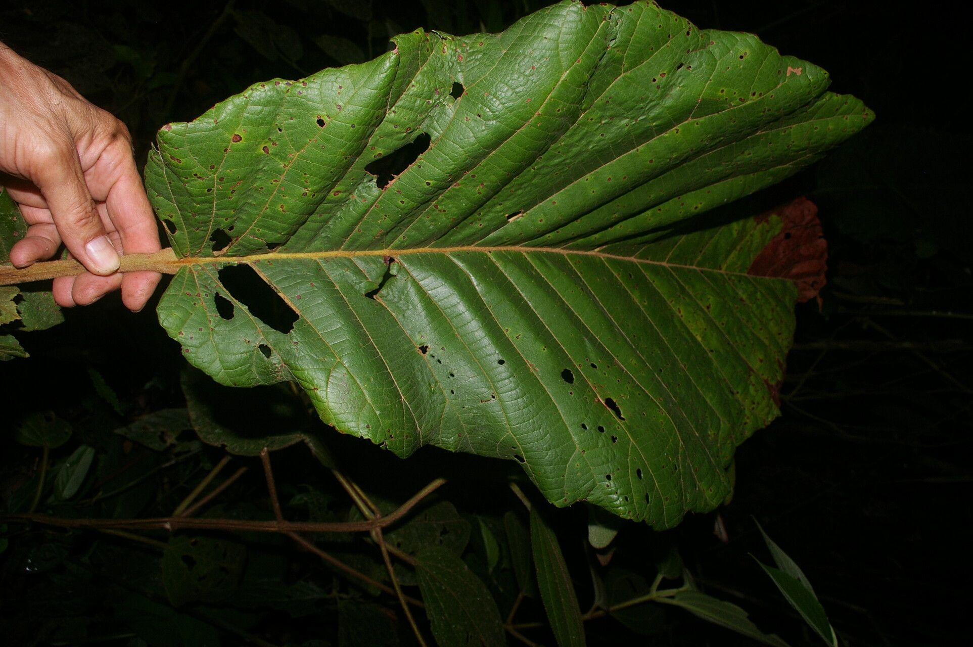Sloanea medusula leaf
