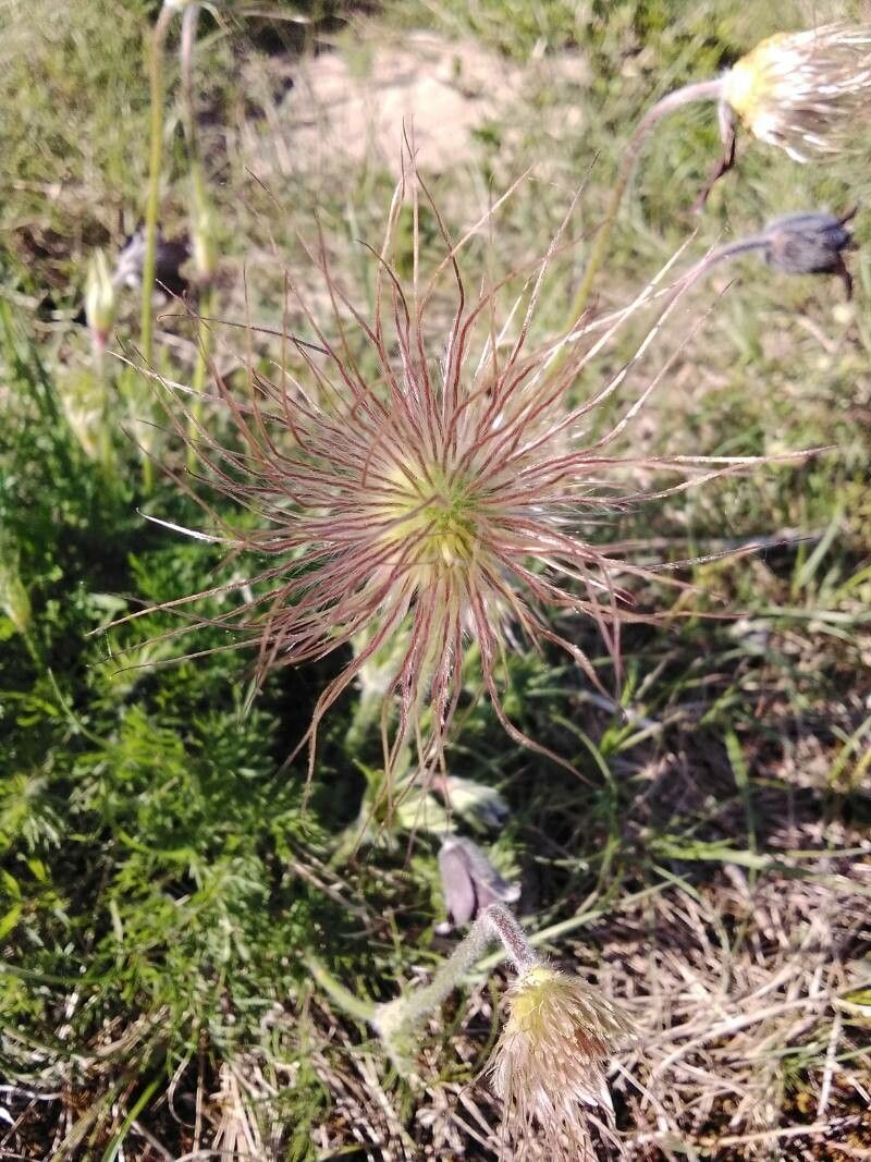 Anemone rubra fruit