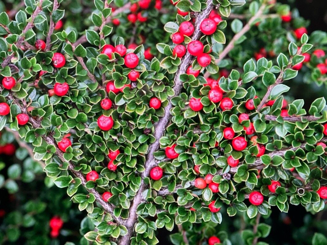 Cotoneaster nan-shan leaf