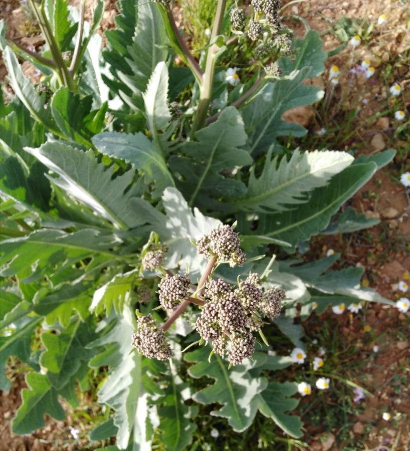 Crambe orientalis leaf