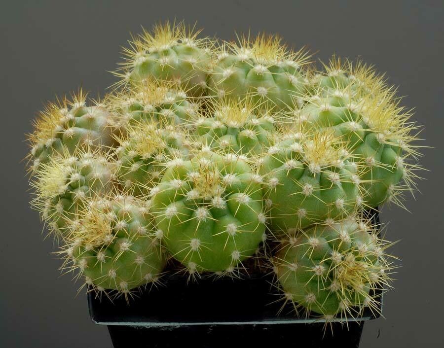 Gymnocalycium chacoense — search result for 'Gymnocalycium'