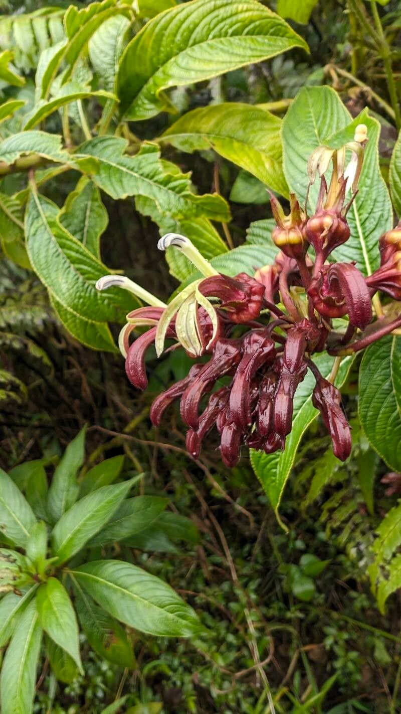 Lobelia portoricensis flower