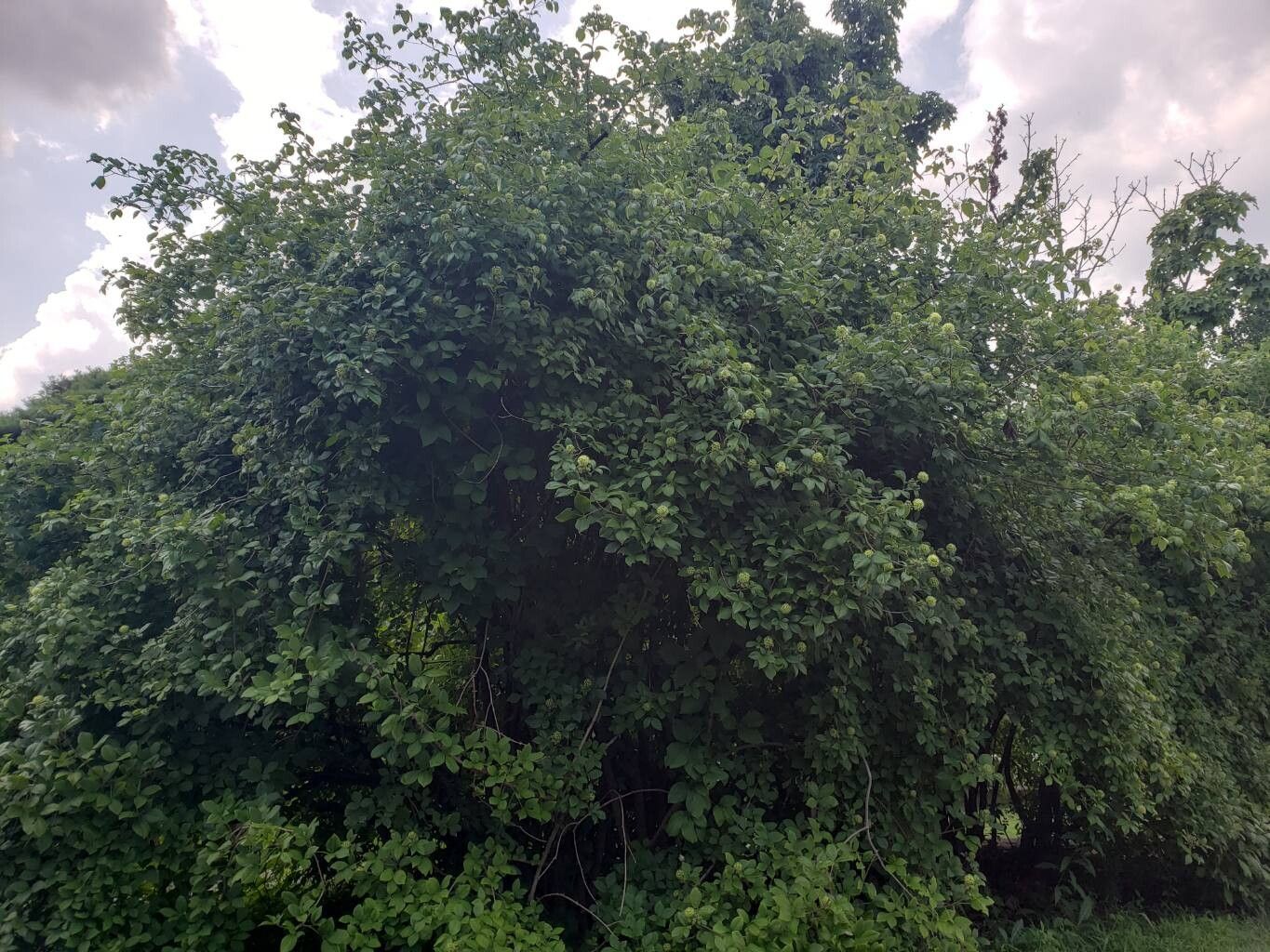 Eleutherococcus divaricatus habit