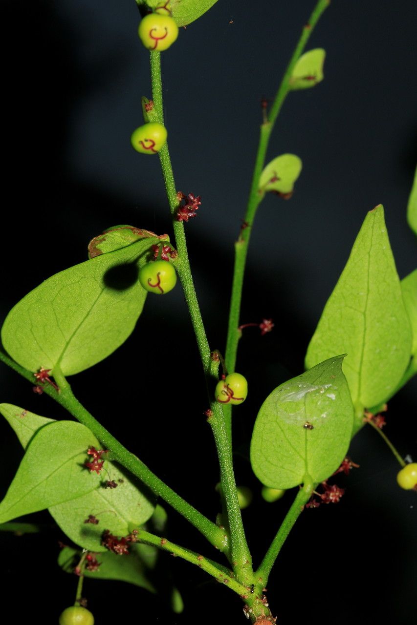 Phyllanthus dorotheae fruit