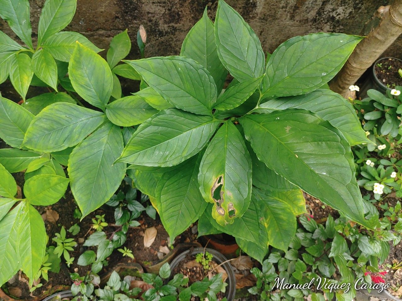 Xanthosoma wendlandii — search result for 'Xanthosoma'