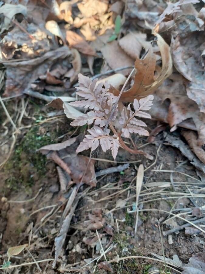 Botrychium dissectum leaf