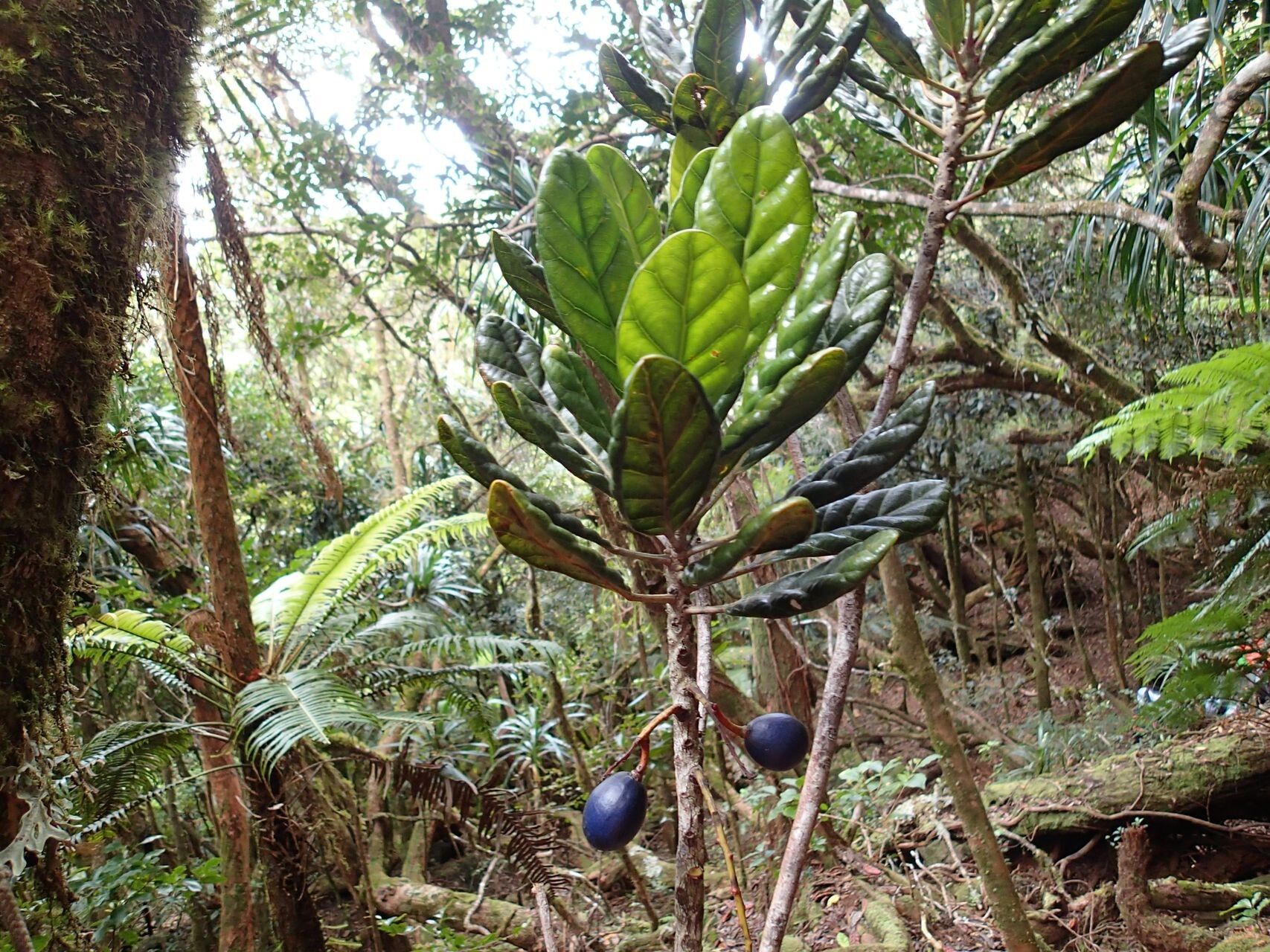 Elaeocarpus brachypodus habit