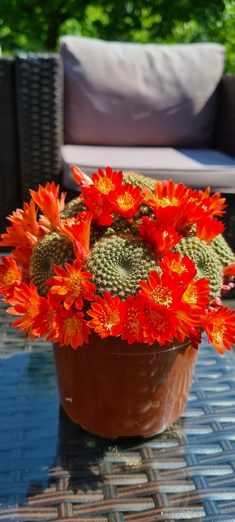 Aylostera heliosa flower