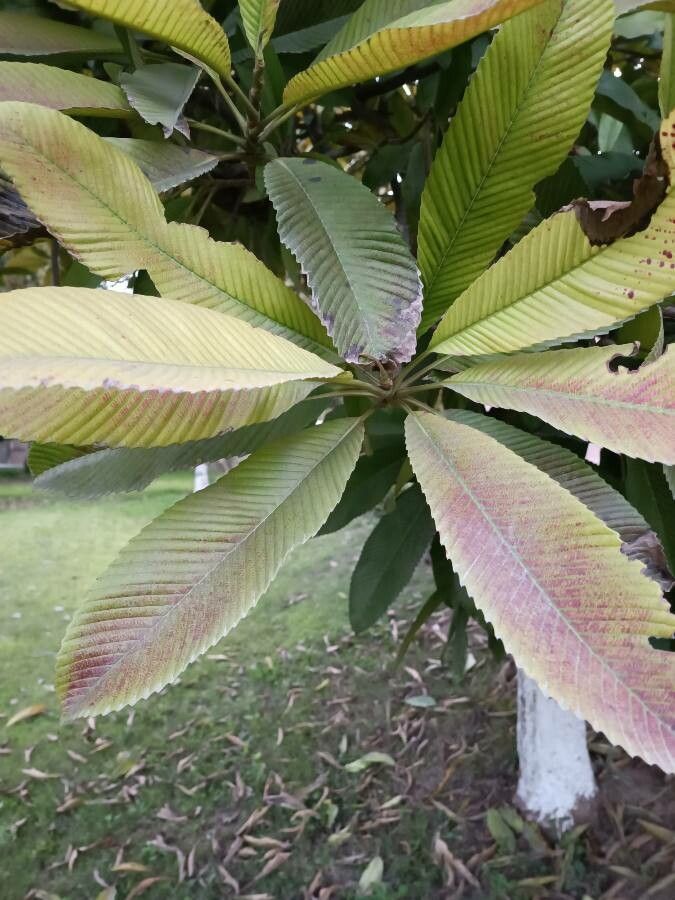 Dillenia indica leaf