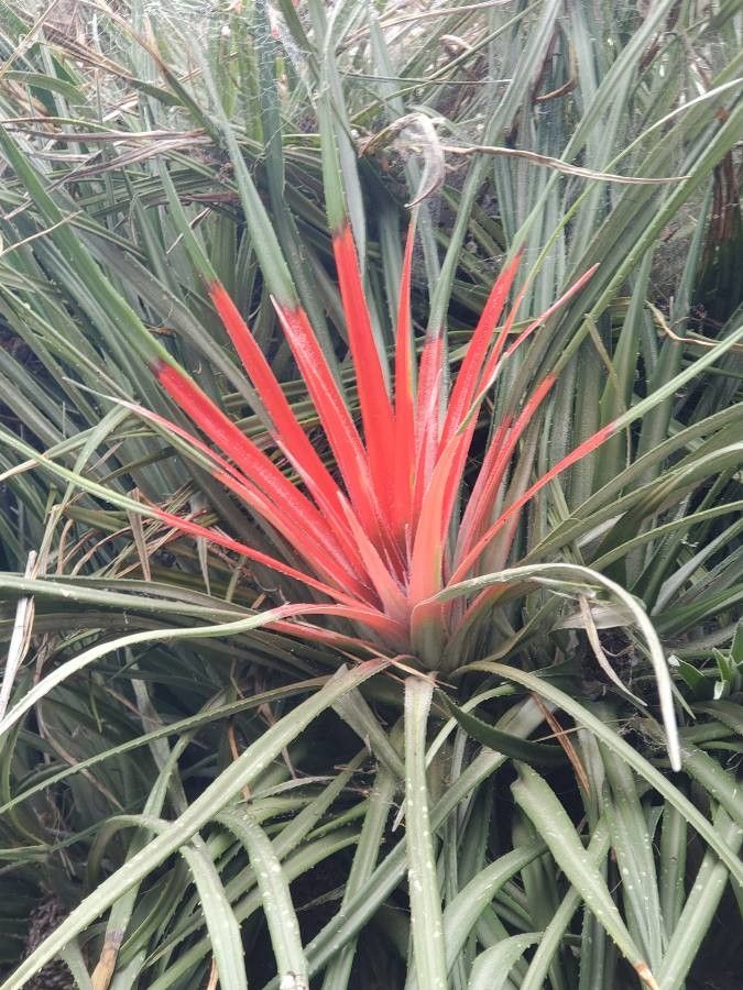 Bromelia balansae flower