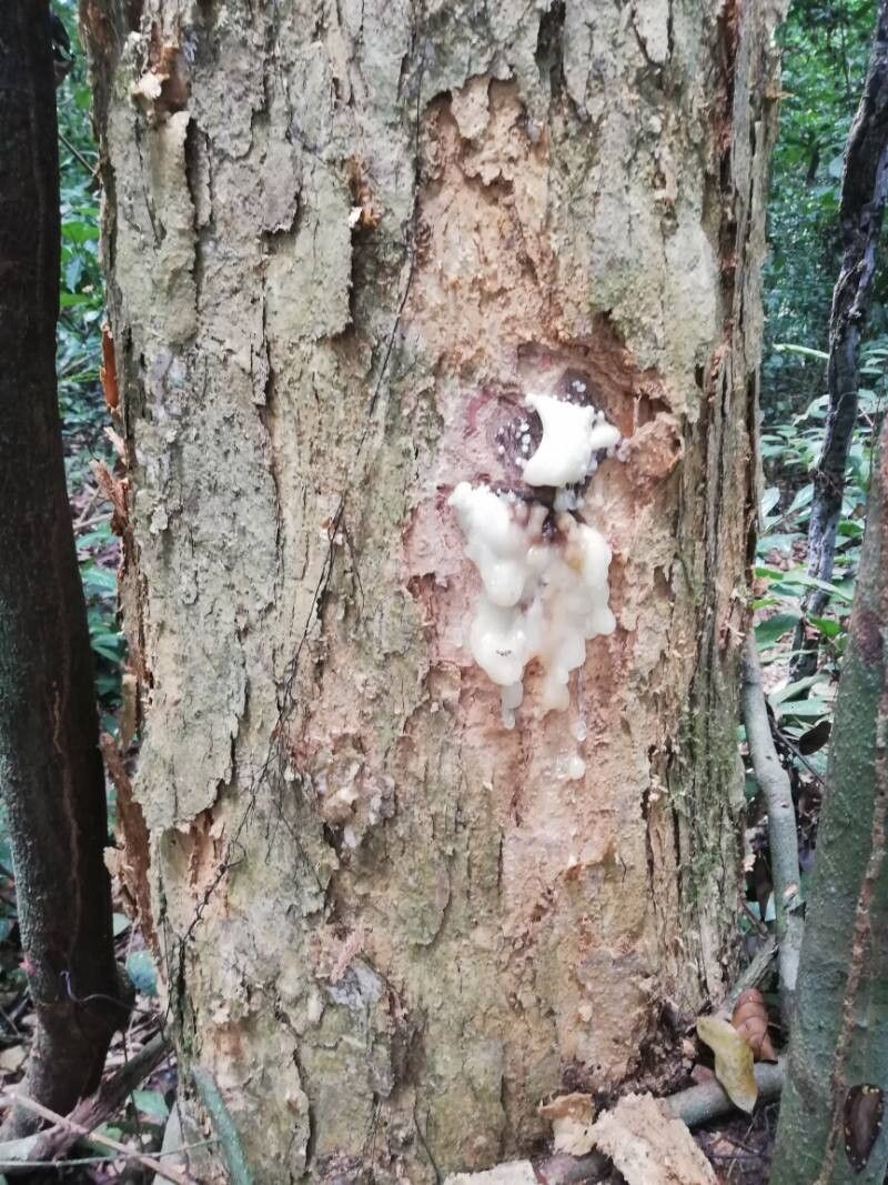 Pachylobus buettneri bark