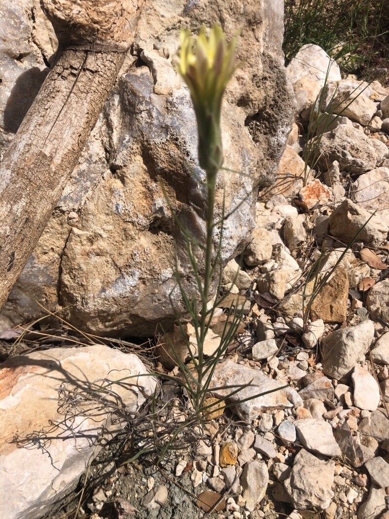 Scorzonera angustifolia — related species from the same genus