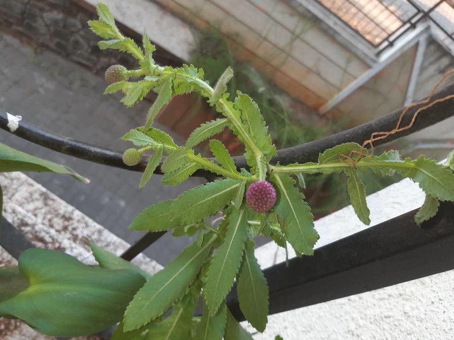 Sphaeranthus indicus flower