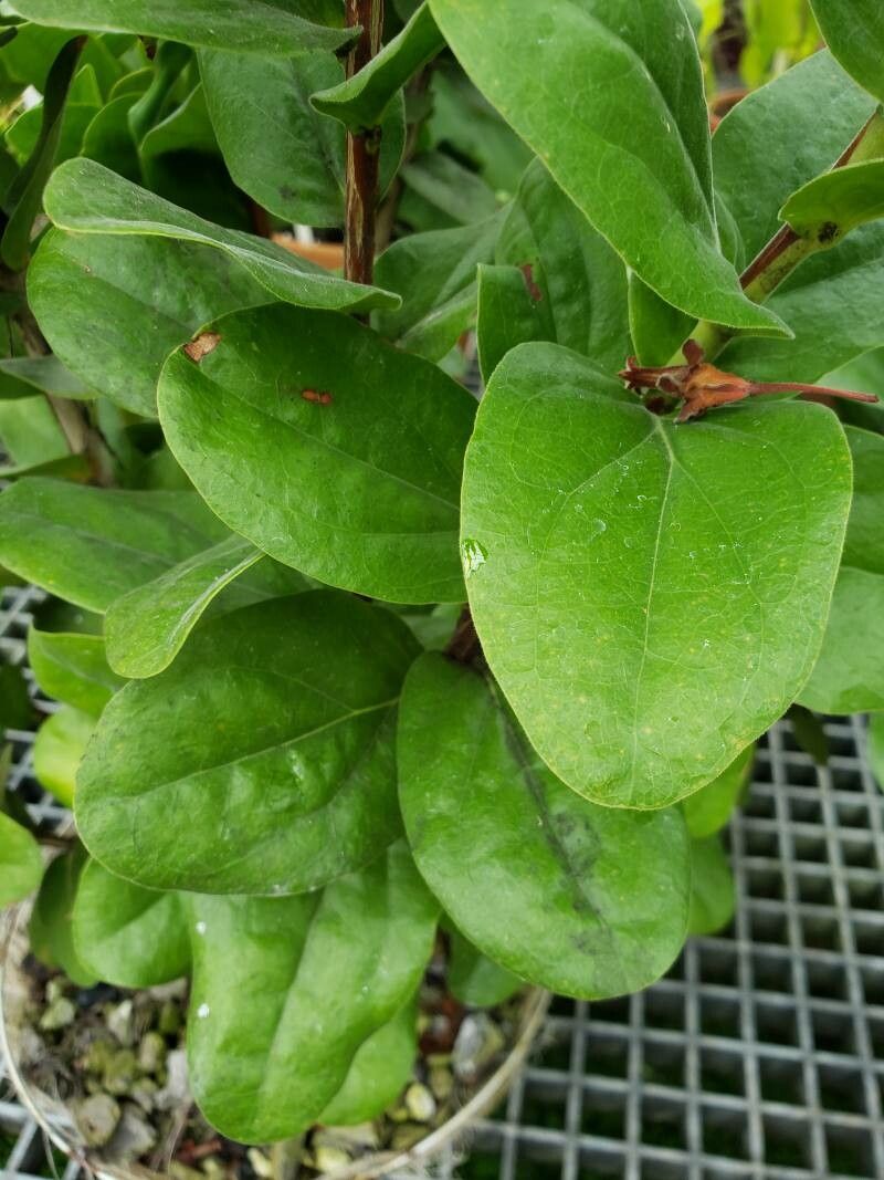 Macleania smithiana leaf