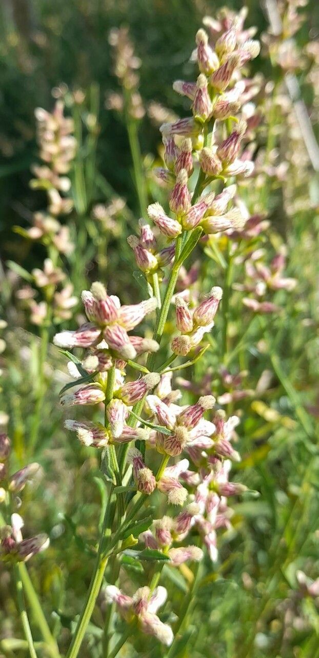 Baccharis spicata flower