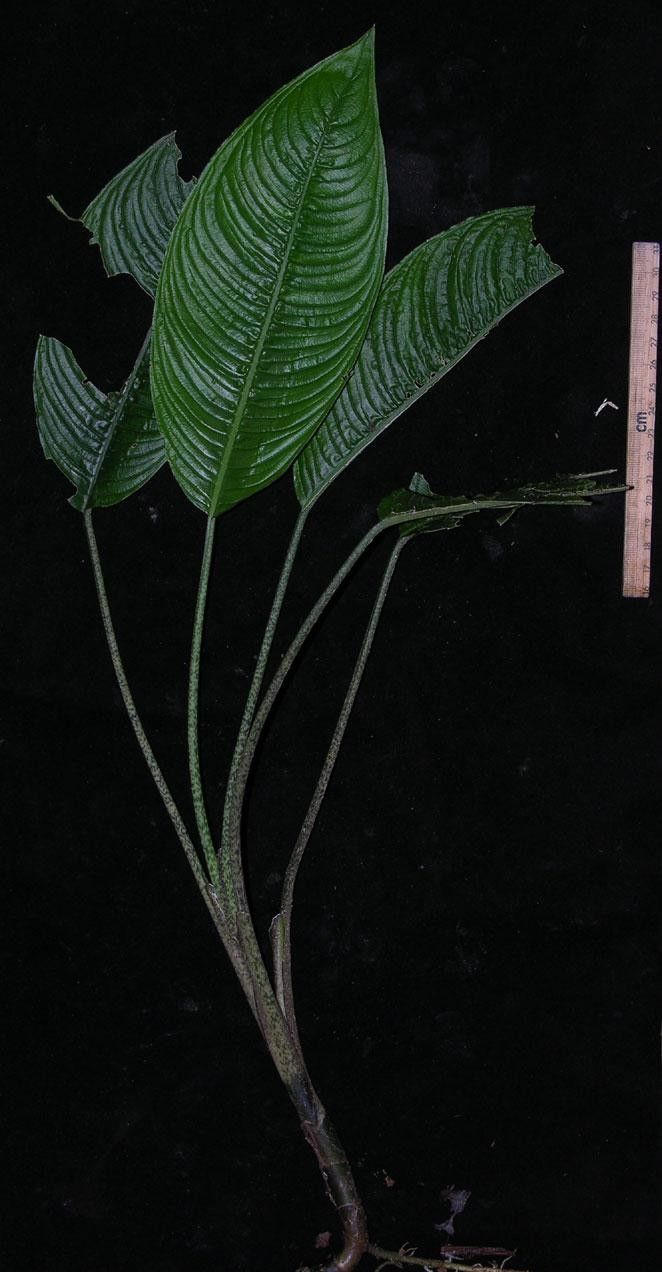 Dieffenbachia beachiana other