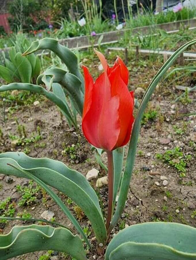 Tulipa systola — search result for 'Iraq'