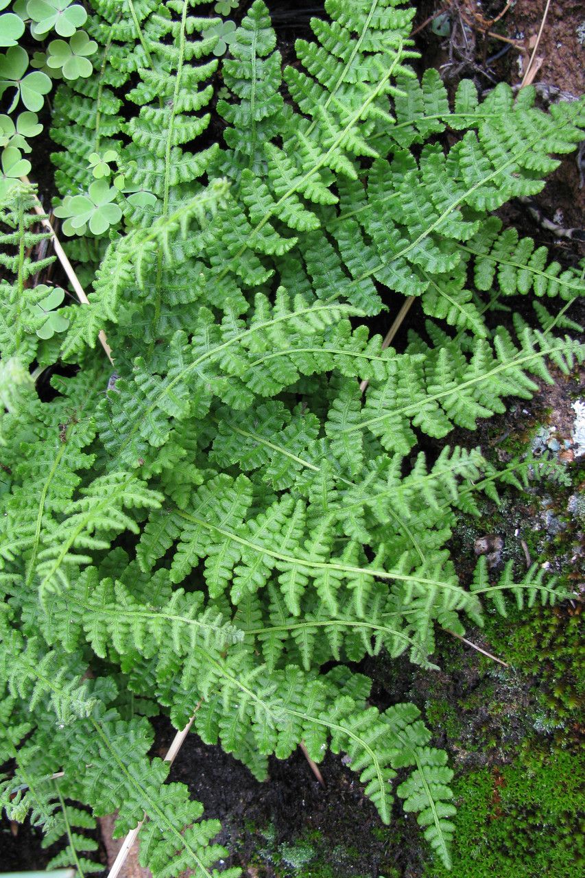 Woodsia montevidensis habit