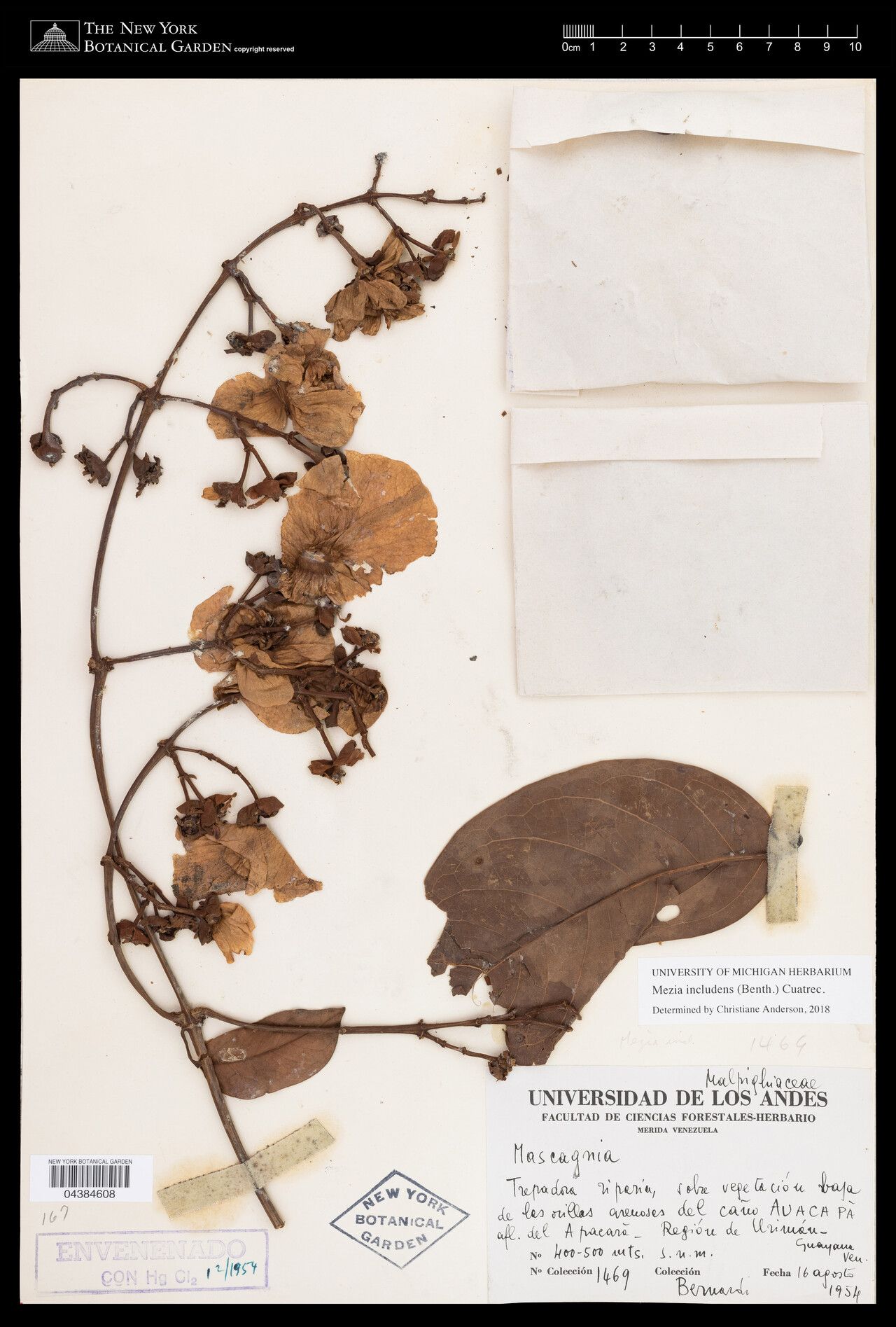 Mezia includens fruit