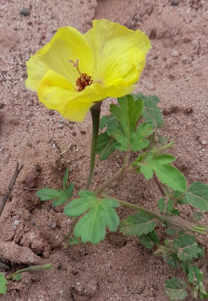 Cienfuegosia saraviae habit