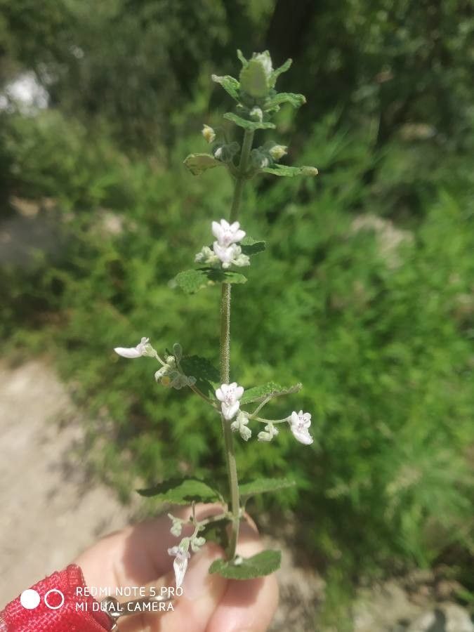 Isodon rugosus flower