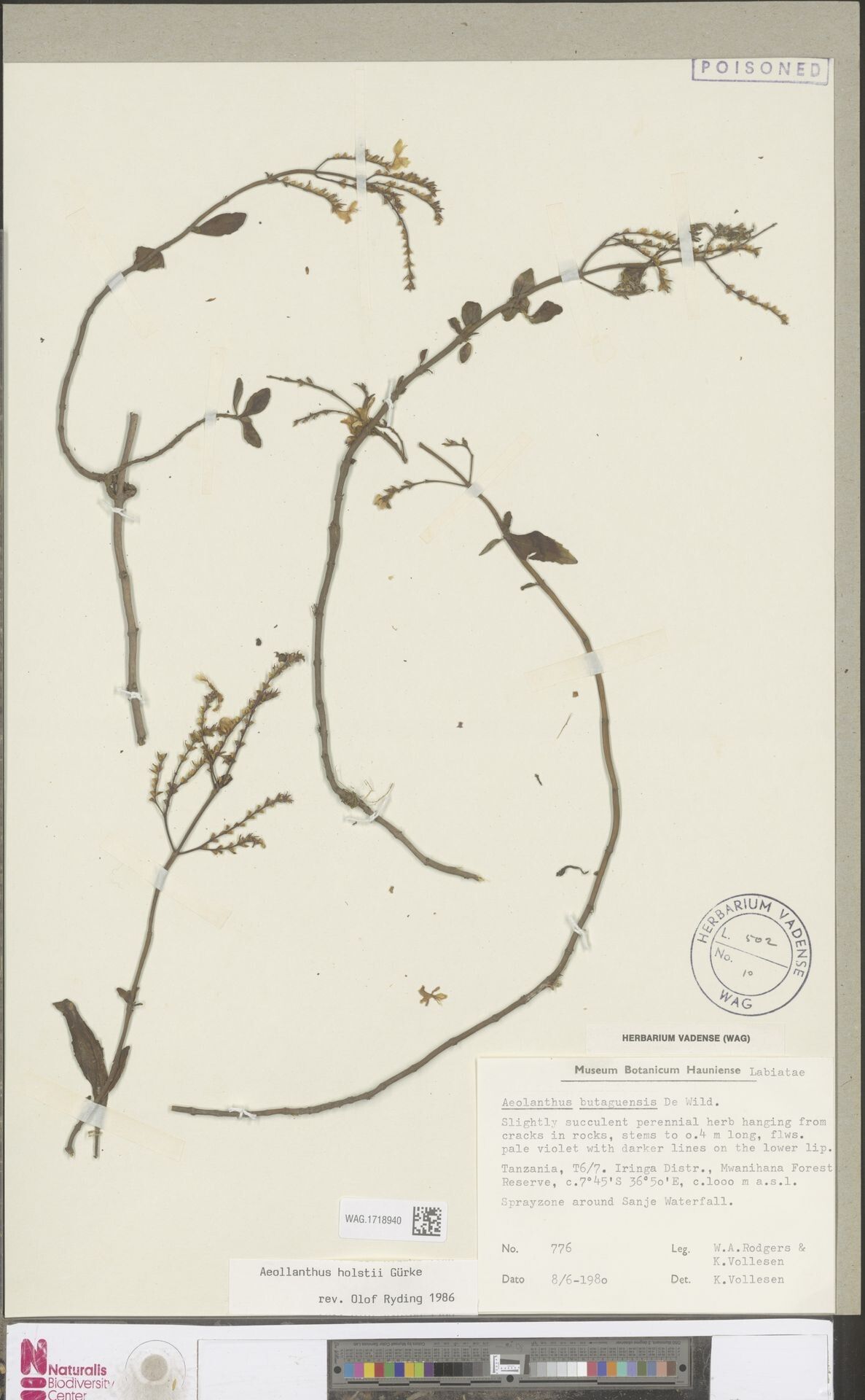 Aeollanthus holstii — houseplant care guide