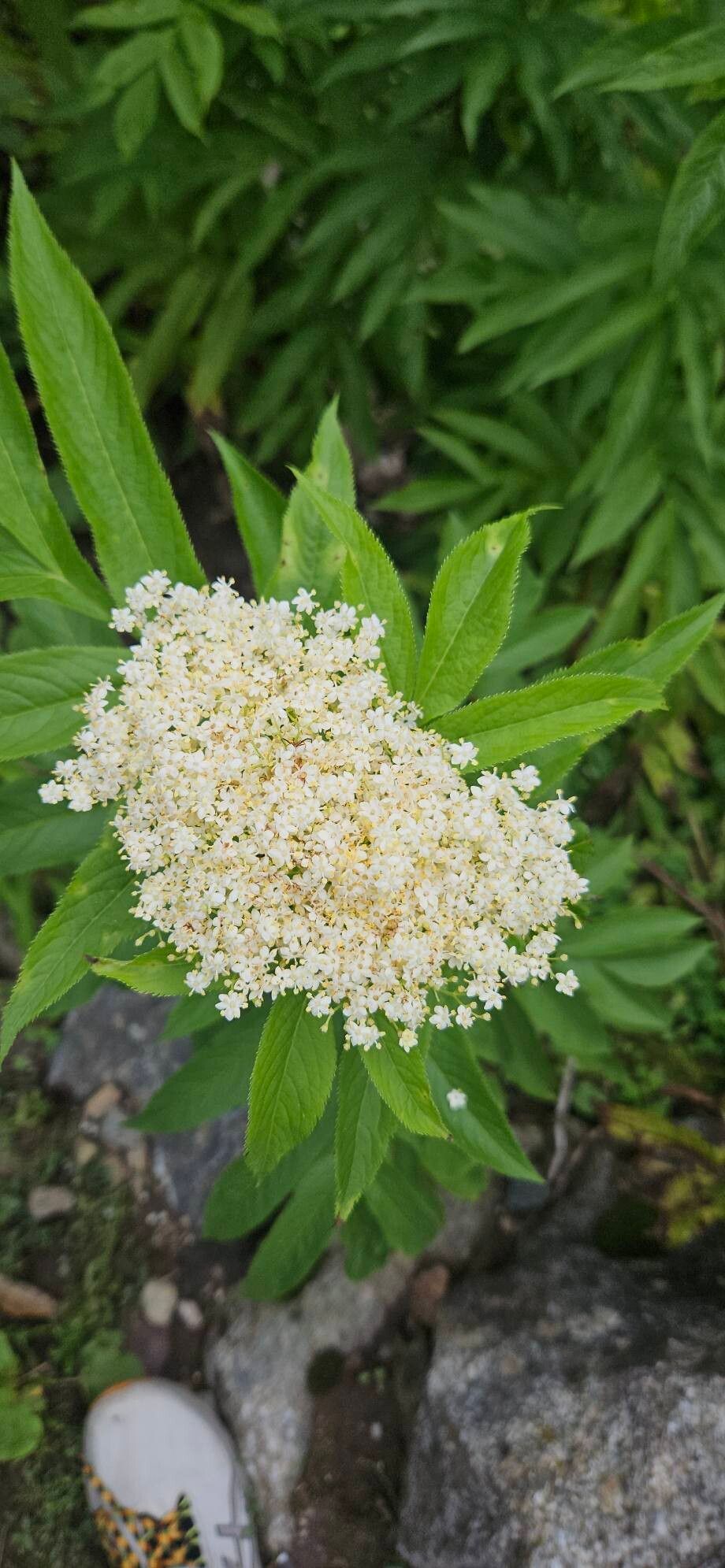 Sambucus wightiana flower