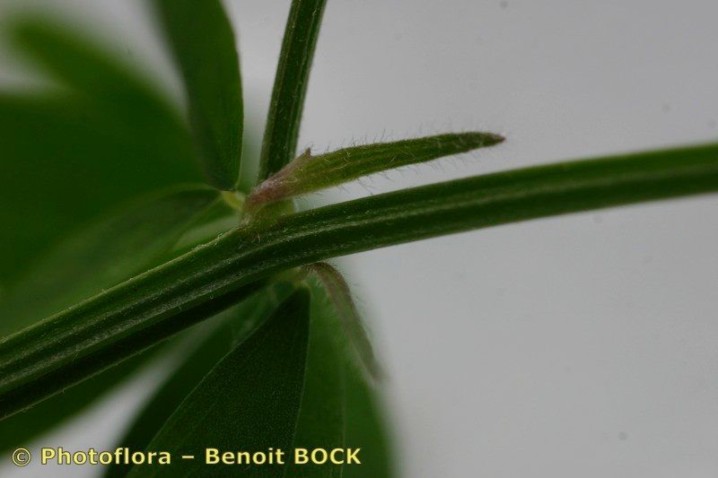Vicia loiseleurii leaf