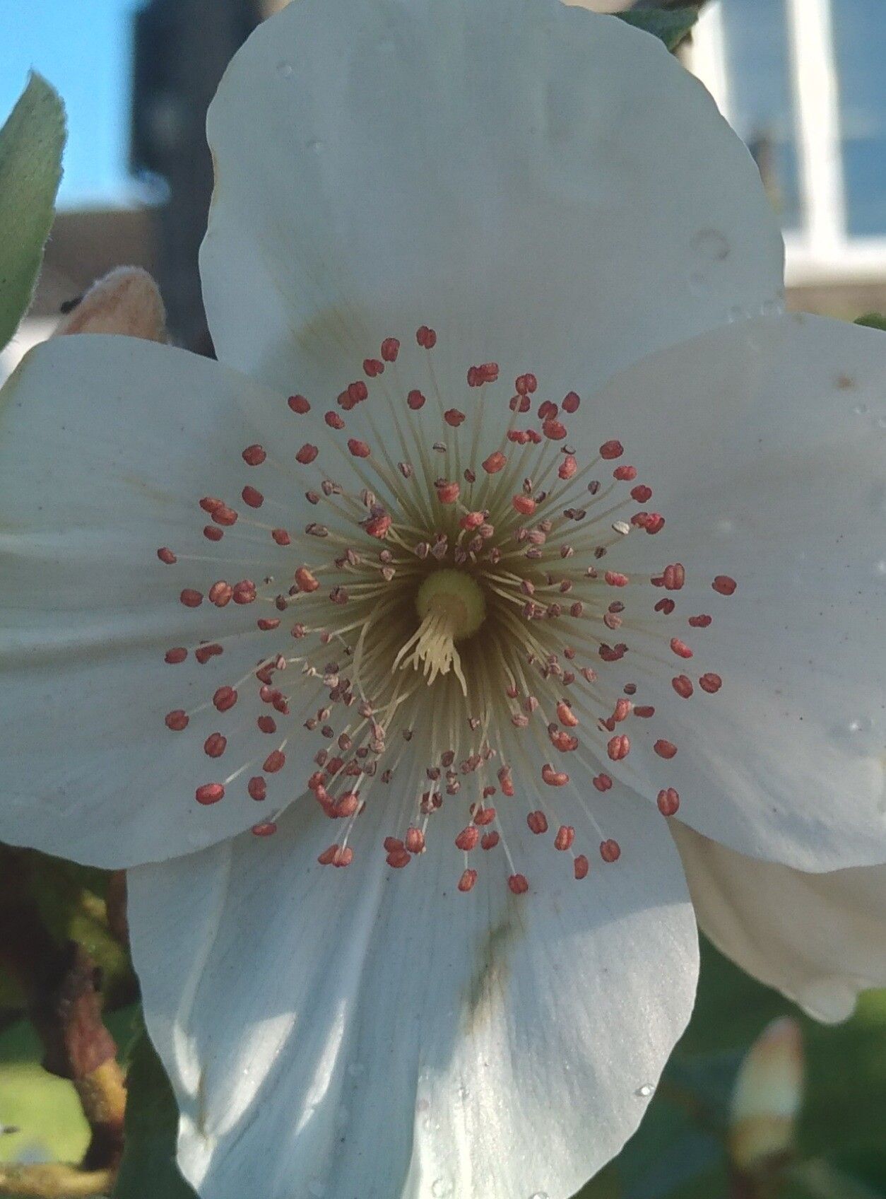 Eucryphia × nymansensis — related species from the same genus