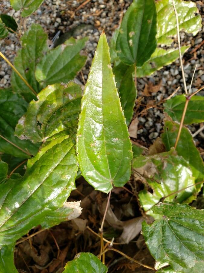 Epimedium franchetii leaf