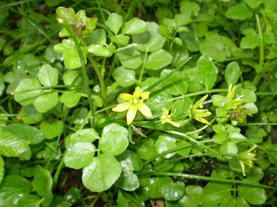Gagea spathacea habit
