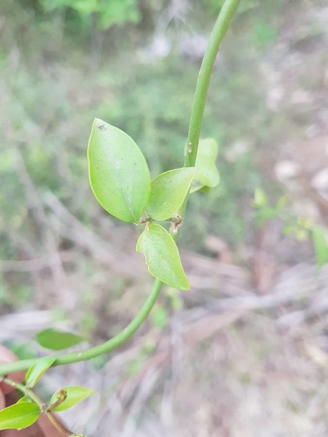 Jasminum malabaricum — search result for 'Oleaceae'